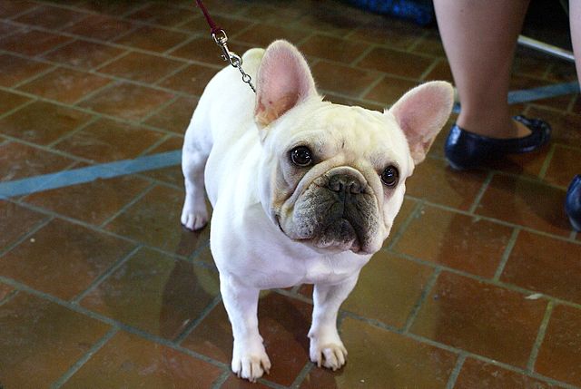 2014_Westminster_Kennel_Club_Dog_Show_(12452119384).jpg 2014_Westminster_Kennel_Club_Dog_Show_(12452119384).jpg