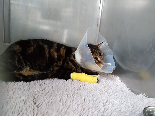 Remus_hospitalise.jpg Remus_hospitalise.jpg