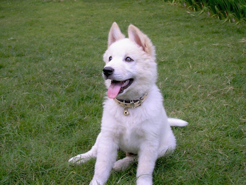 800px-Kintamani_dog_white.jpg 800px-Kintamani_dog_white.jpg
