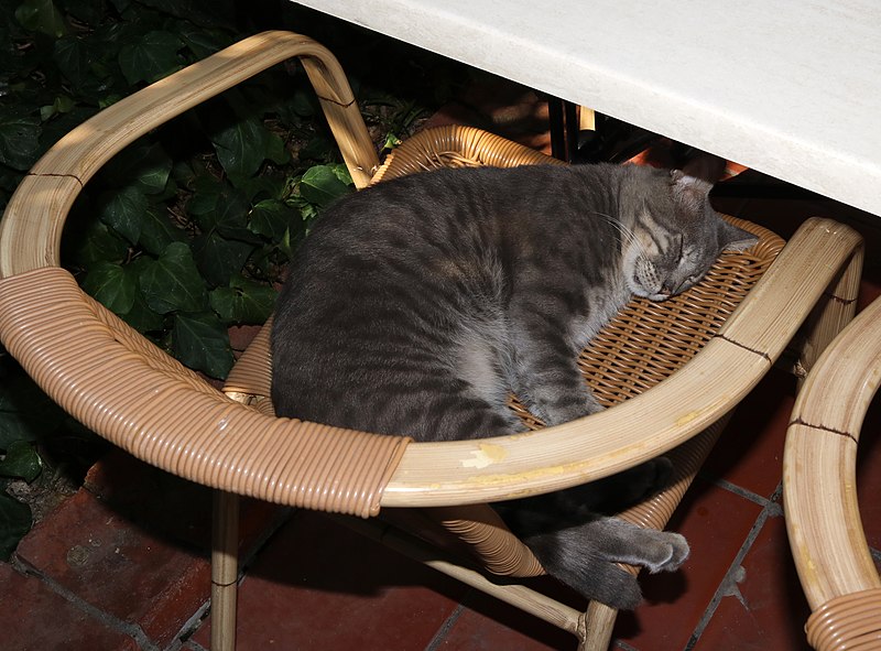 800px-Domestic_cat_2019_G1.jpg 800px-Domestic_cat_2019_G1.jpg