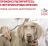 Royal Canin Recovery лечебный корм для собак и кошек в период анорексии, выздоровления