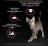 Сухой корм Pro Plan® Kitten Delicate Digestion для котят с чувствительным пищеварением, с высоким содержанием индейки