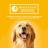 Pedigree влажный корм для щенков с ягненком