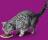 Whiskas влажный корм для кошек желе с лососем