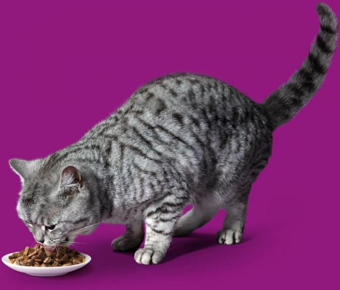 Whiskas влажный корм для кошек желе с курицей