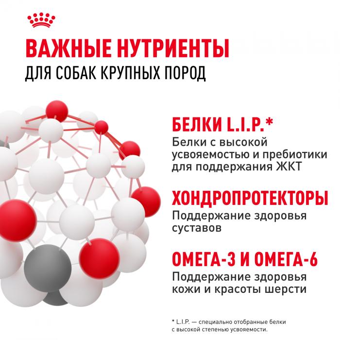 Royal Canin Maxi Adult сухой корм для собак крупных пород с 15 месяцев до 5 лет