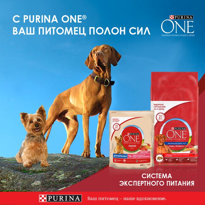 Влажный корм Purina ONE® Мини Контроль веса для взрослых собак мелких пород с низкой физической активностью или склонных к набору веса, с индейкой, морковью и горохом в подливе