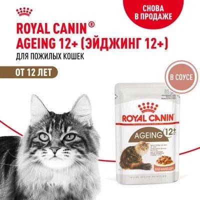Royal Canin Ageing 12+ влажный корм для пожилых кошек всех пород, мелкие кусочки в соусе
